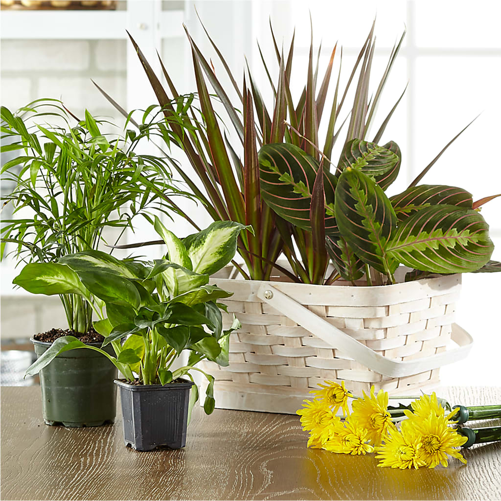 Florist Designed Blooming and Green Plants in a Basket – WENDT'S FLORIST & GIFTS, Duncansville PA