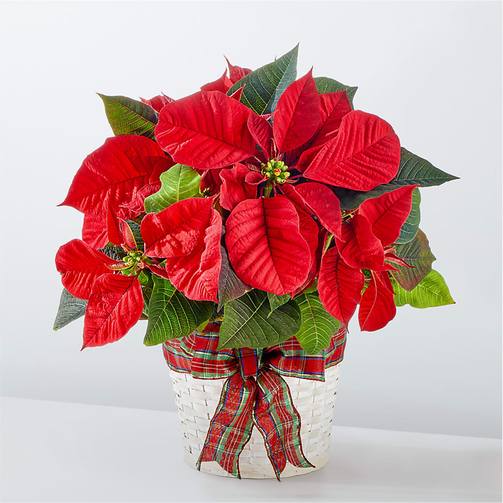 Happiest Holidays Poinsettia – WENDT'S FLORIST & GIFTS, Duncansville PA