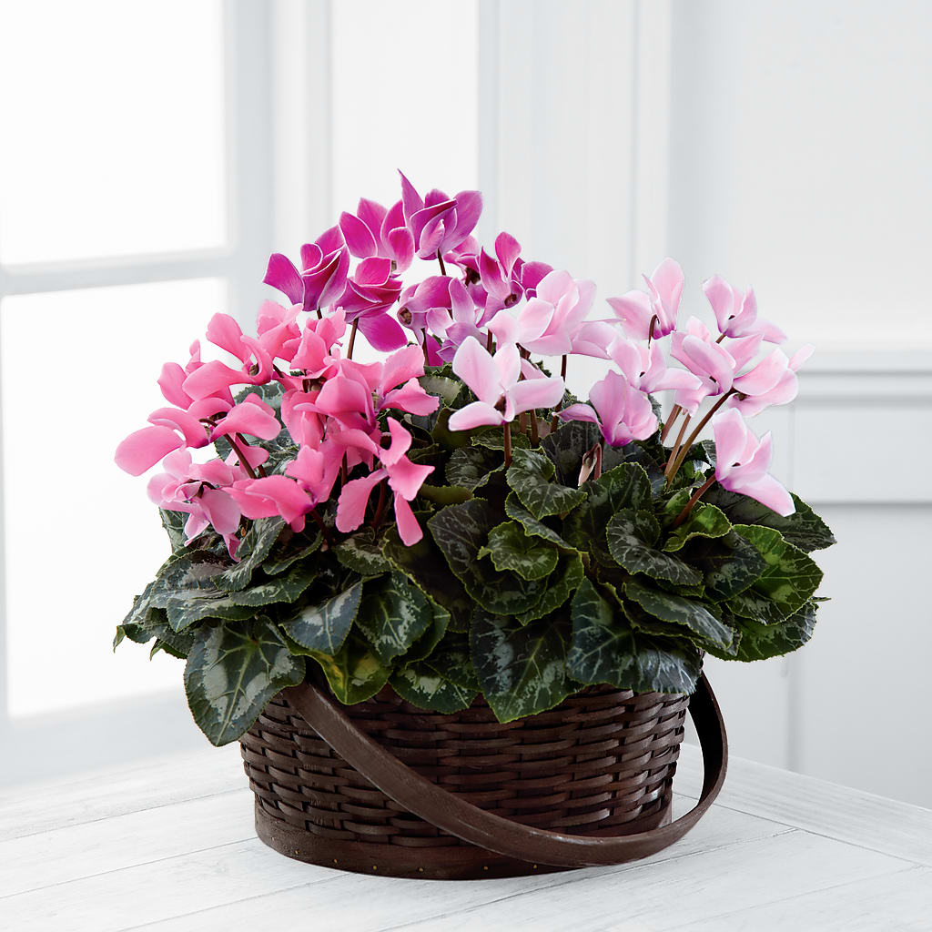 Mixed Cyclamen Planter – WENDT'S FLORIST & GIFTS, Duncansville PA