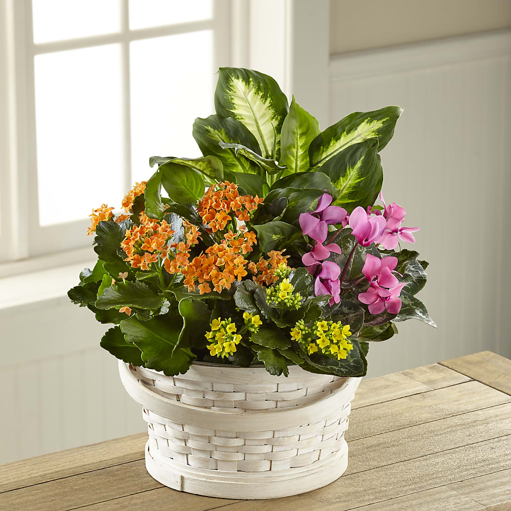 Color Crush Dishgarden – WENDT'S FLORIST & GIFTS, Duncansville PA