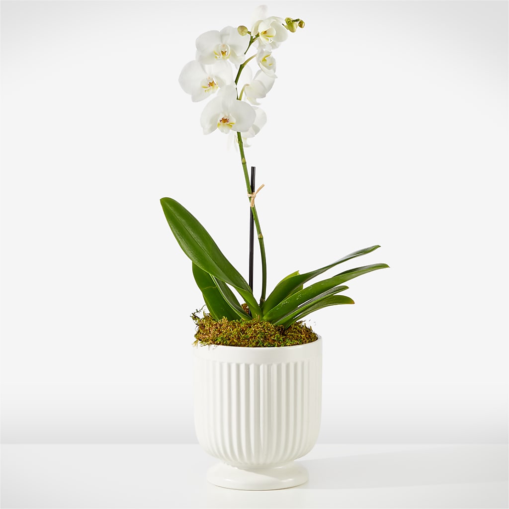 Whispering White Orchid – WENDT'S FLORIST & GIFTS, Duncansville PA
