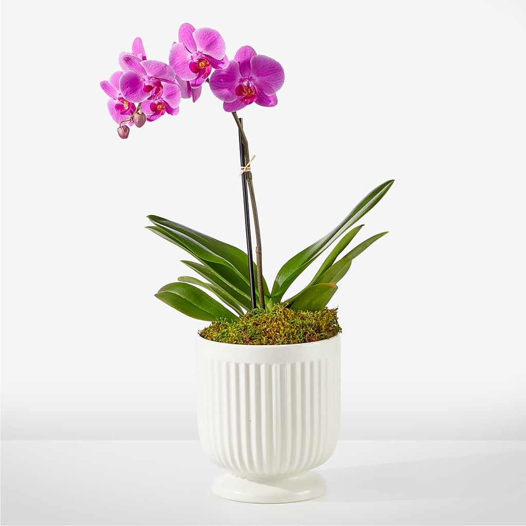 Friendly Fuchsia Orchid – WENDT'S FLORIST & GIFTS, Duncansville PA