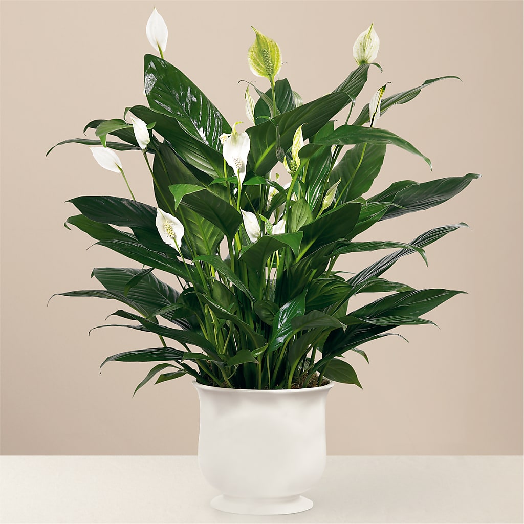 Comfort Planter – WENDT'S FLORIST & GIFTS, Duncansville PA