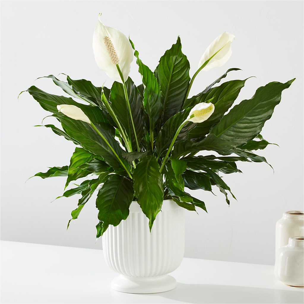 Comfort Planter – WENDT'S FLORIST & GIFTS, Duncansville PA