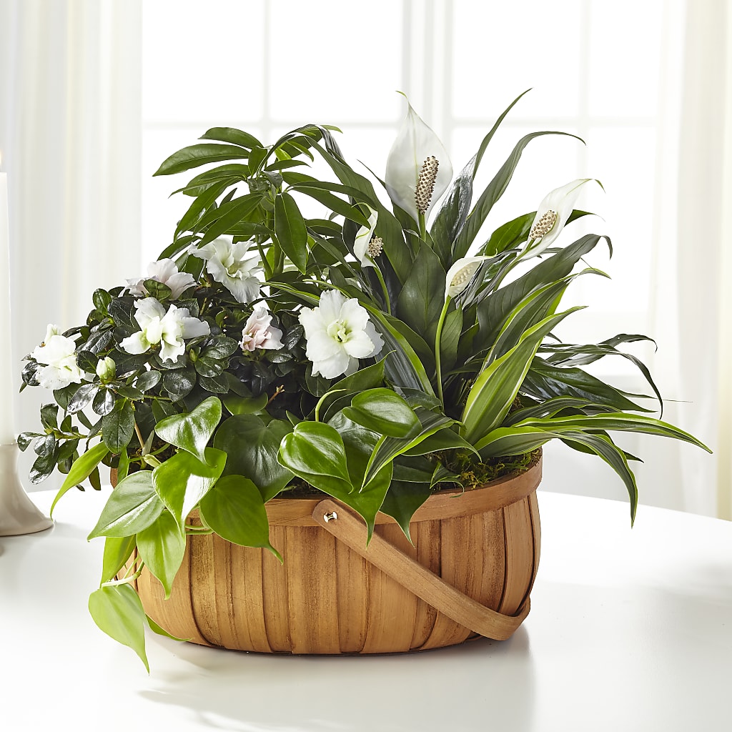 Serene Dishgarden – WENDT'S FLORIST & GIFTS, Duncansville PA