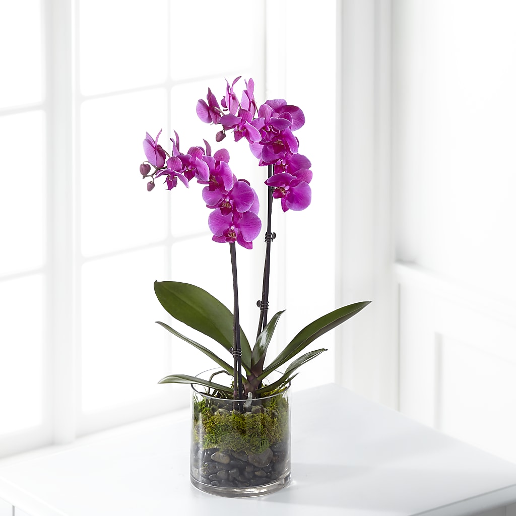 Pink Orchid Plant – WENDT'S FLORIST & GIFTS, Duncansville PA