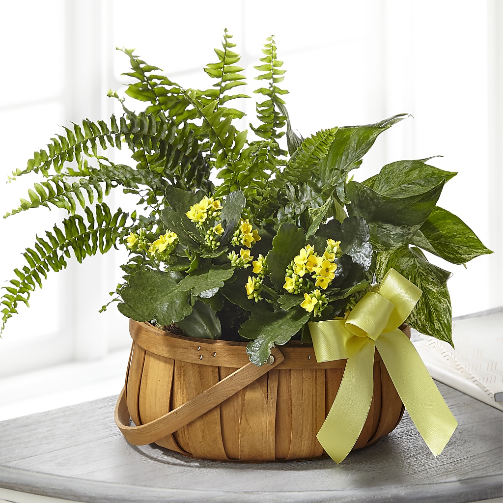 Always Dear Dishgarden – WENDT'S FLORIST & GIFTS, Duncansville PA