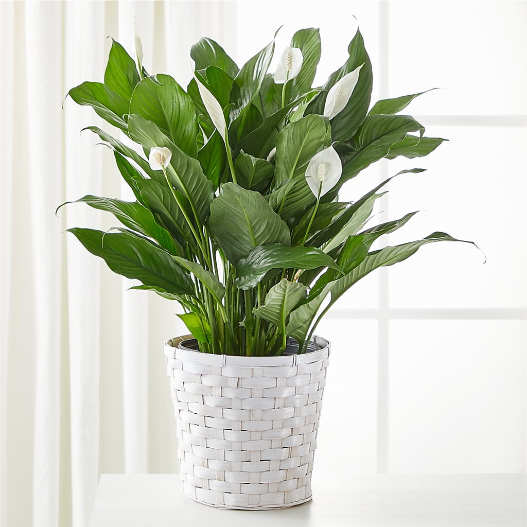 A New Leaf Peace Lily – WENDT'S FLORIST & GIFTS, Duncansville PA