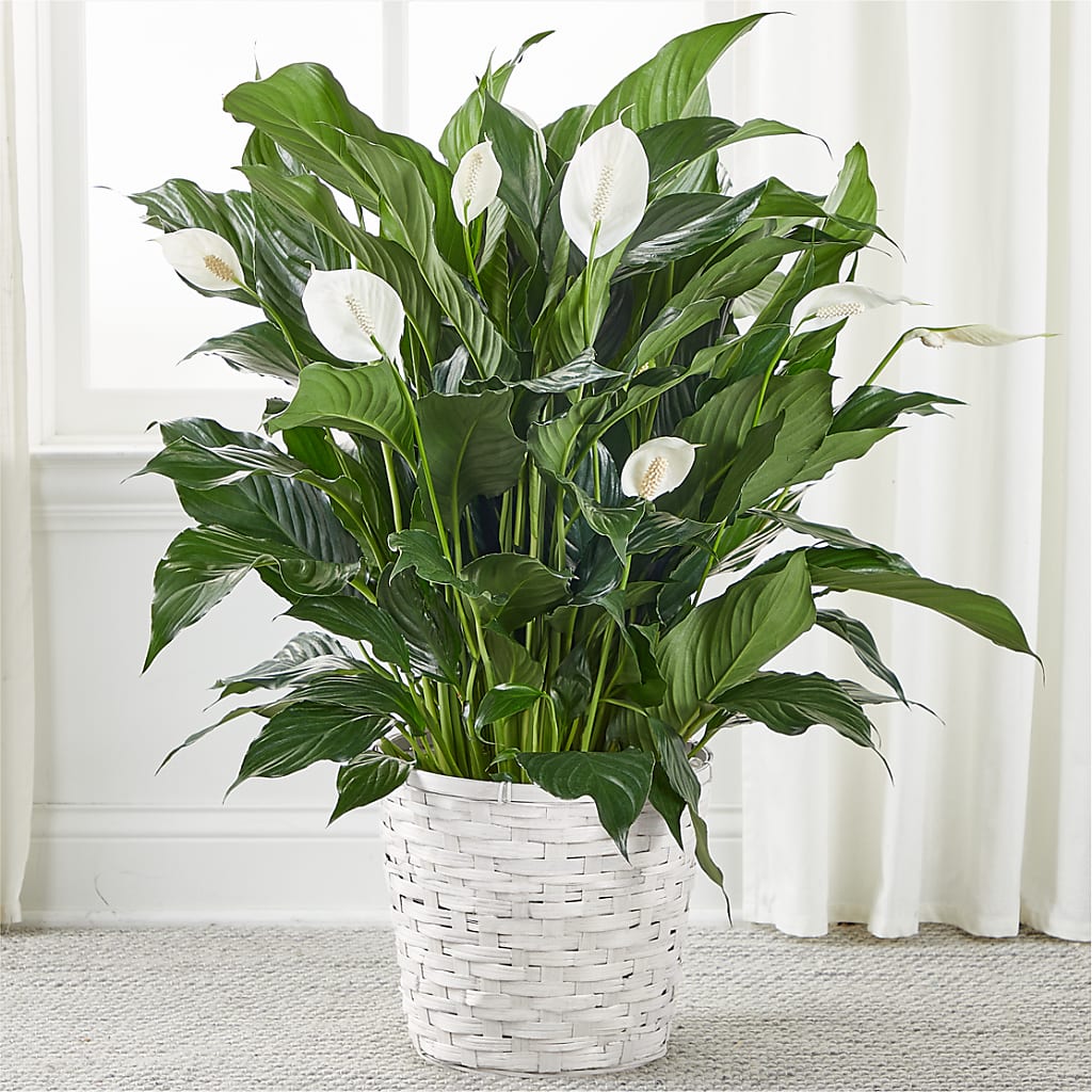 A New Leaf Peace Lily – WENDT'S FLORIST & GIFTS, Duncansville PA