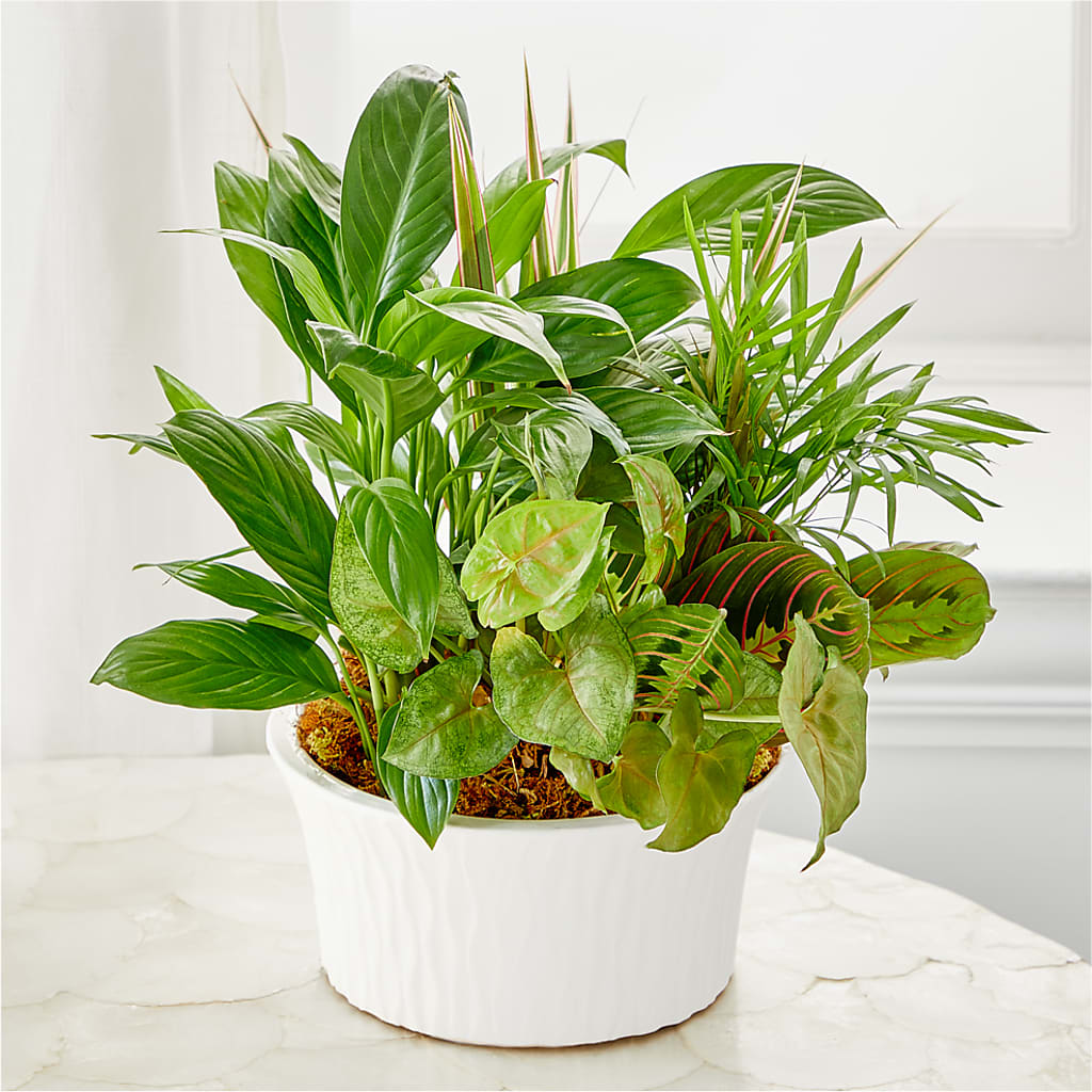 Balance & Harmony Dishgarden – WENDT'S FLORIST & GIFTS, Duncansville PA