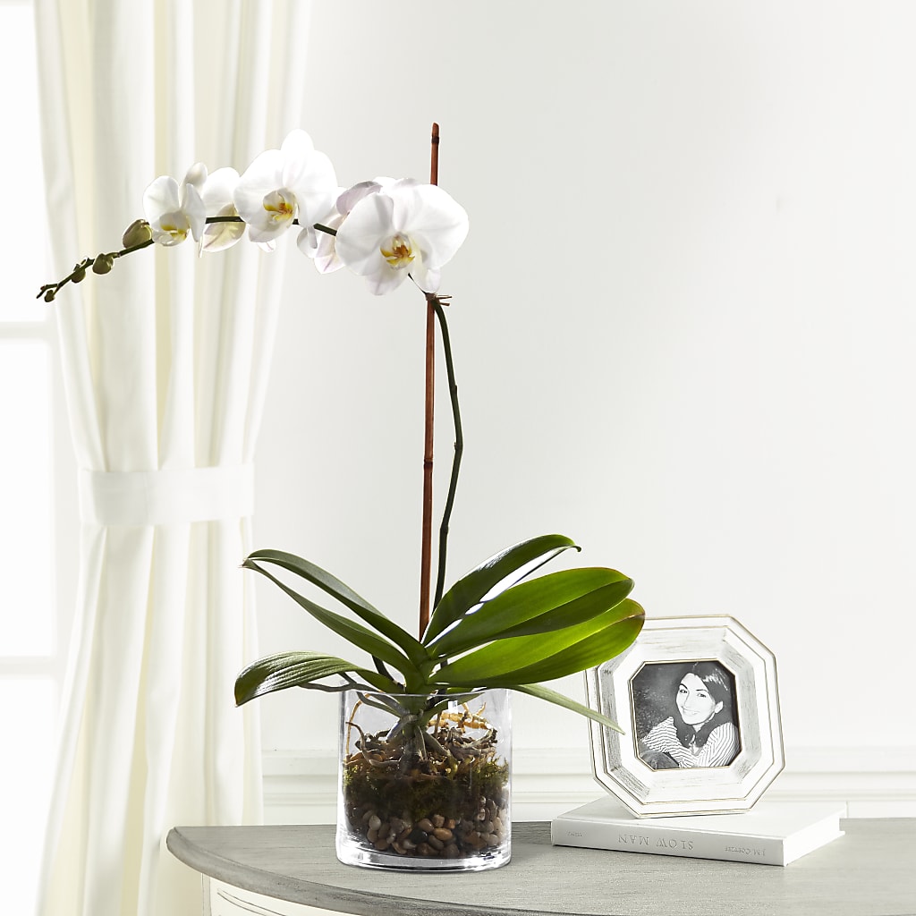 White Orchid Planter – WENDT'S FLORIST & GIFTS, Duncansville PA