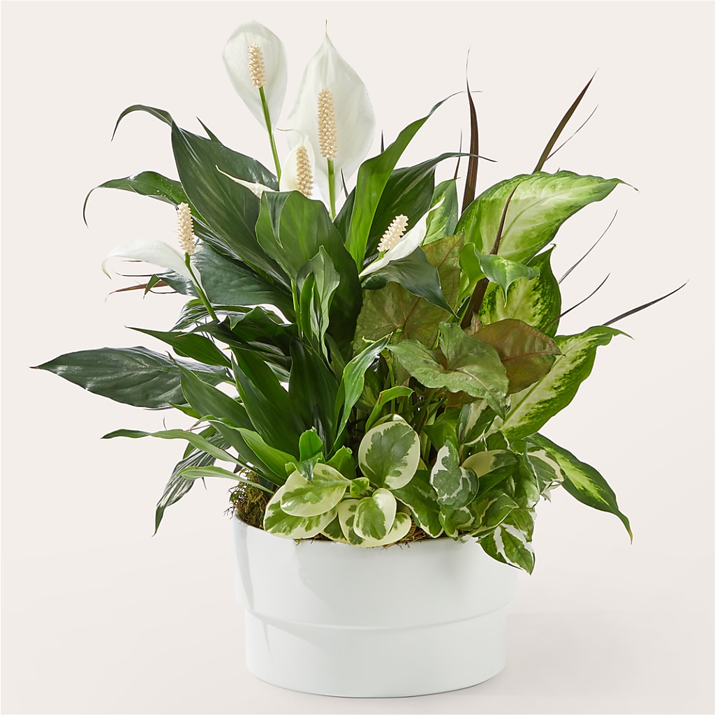 Radiating Positivity Dishgarden – WENDT'S FLORIST & GIFTS, Duncansville PA