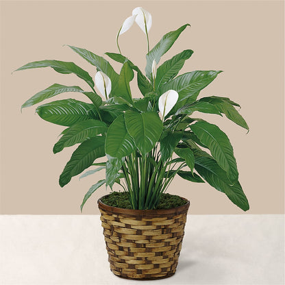Tranquil Moments Peace Lily Plant – WENDT'S FLORIST & GIFTS, Duncansville PA