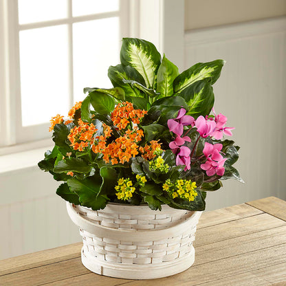 Color Crush Dishgarden – WENDT'S FLORIST & GIFTS, Duncansville PA