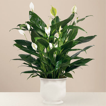 Comfort Planter – WENDT'S FLORIST & GIFTS, Duncansville PA