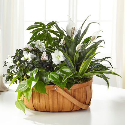 Serene Dishgarden – WENDT'S FLORIST & GIFTS, Duncansville PA