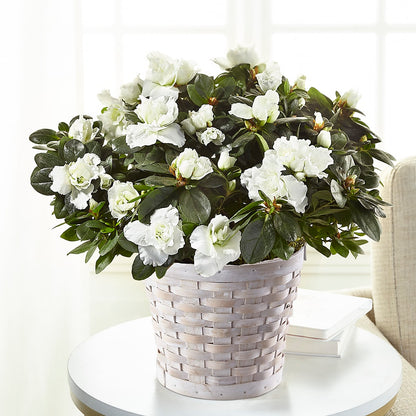 White Azalea Plant – WENDT'S FLORIST & GIFTS, Duncansville PA