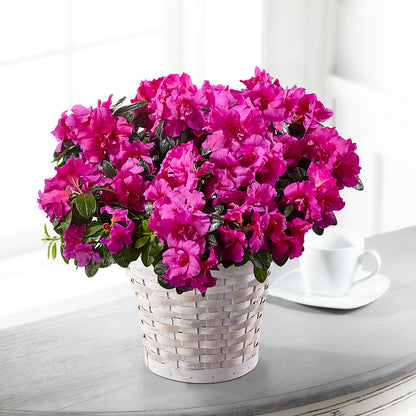 Hope & Serenity Azalea Plant – WENDT'S FLORIST & GIFTS, Duncansville PA
