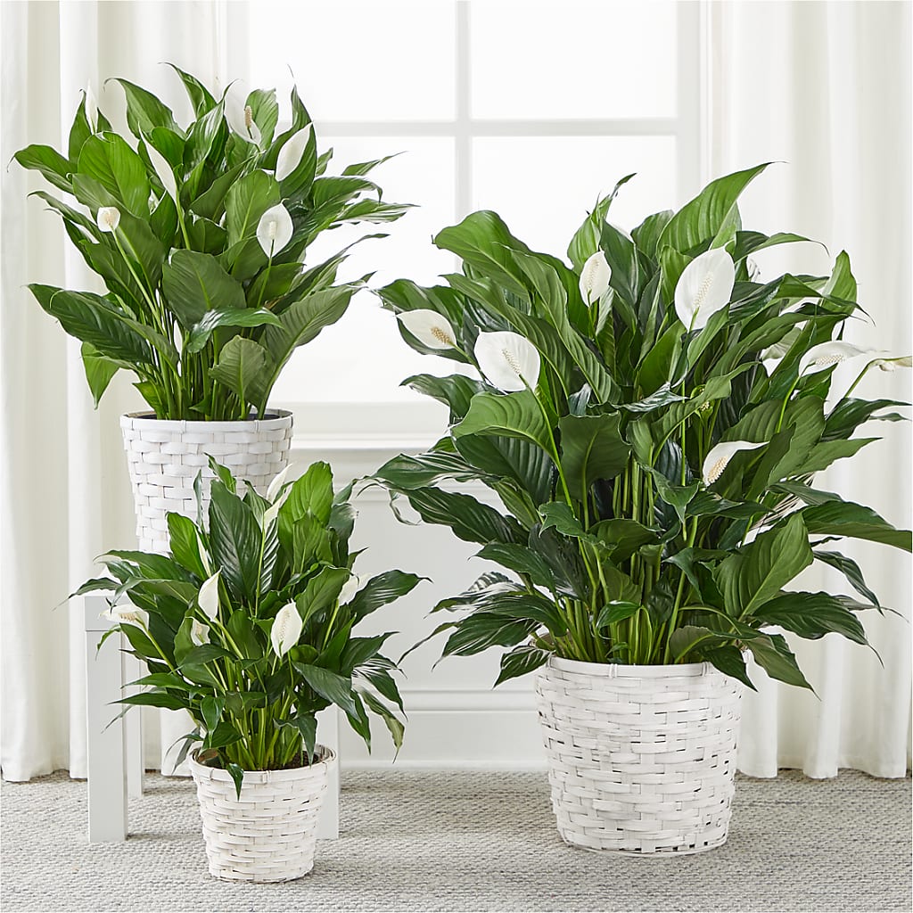 A New Leaf Peace Lily – WENDT'S FLORIST & GIFTS, Duncansville PA