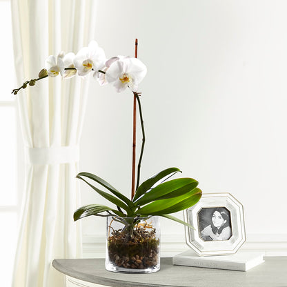White Orchid Planter – WENDT'S FLORIST & GIFTS, Duncansville PA
